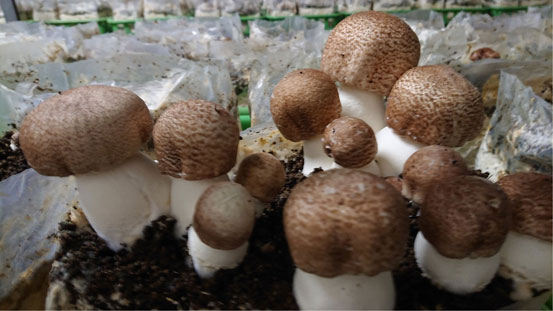 旺盛に発生するアガリクス茸